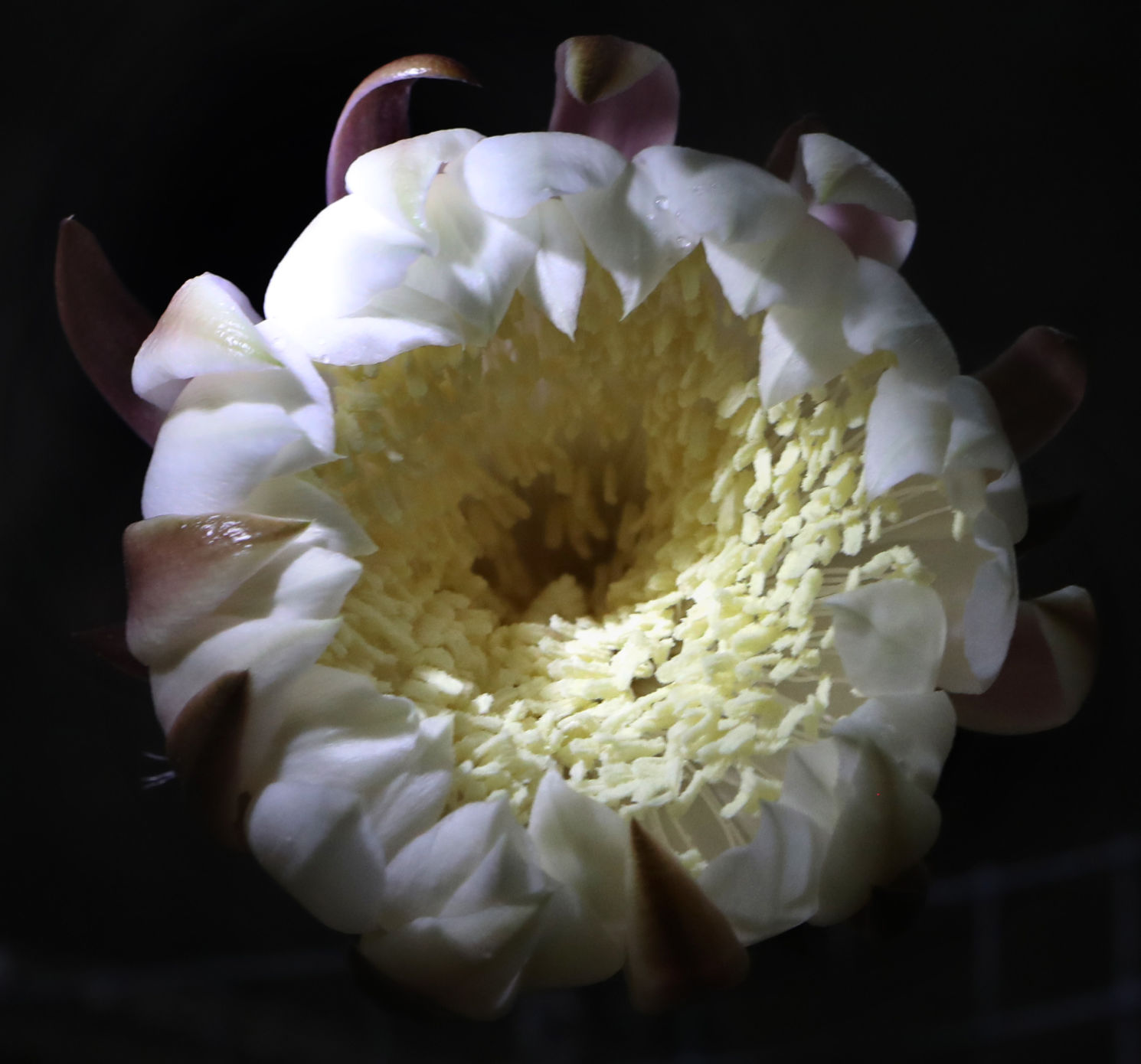 Bloom Night
